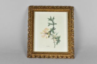 A Pretty Pierced Gilt Frame, 23x27cms, Containing a Botanic Print of Honeysuckle