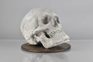 A Late 19th Century Artist's Teaching Aid In the Form of a Plaster Human Skull, Supported On A
