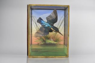 A Wall Hanging Cased Taxidermy Study of Kingfisher in Flight in Naturalistic Setting, 25.5 x 31cm