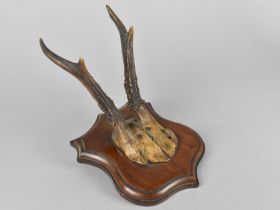 A Pair of Vintage Muntjac Trophy Antlers on Shield Plinth