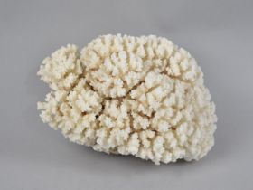 A Large Section of Bleached Coral, 24cms Wide