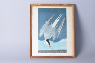 A Framed John James Audubon (1785-1851) Birds of America Print, Arctic Tern, Sterna Arctica, Frame