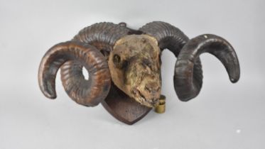 A 19th Century Taxidermy Rams Head on Oak Shield Wall Hanging Plinth, Perhaps Hebridean Ram