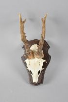 A Small Pair of Antlers, Mounted on Wooden Shield Wall Hanging Plinth