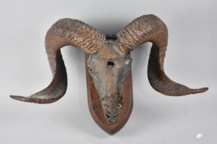 A Mounted Taxidermy Rams Head on Wooden Wall Hanging Plinth