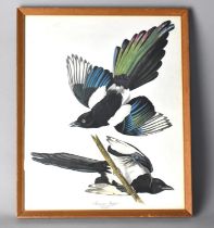 A Framed A Framed John James Audubon (1785-1851) Birds of America Print, American Magpie Convus Pica