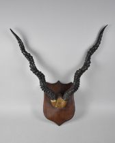 A Late 19th Century Pair of Spiral Trophy Horns on Wooden Shield Wall Hanging Plinth