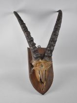 A Late 19th/Early 20th Century Trophy Antelope Skull Mounted on Oak Shield Shaped Wall hanging