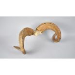 A Taxidermy Rams Horn, 38cms Wide