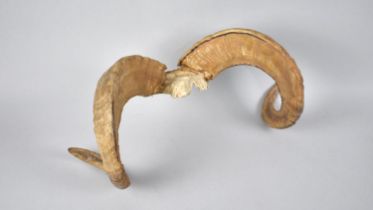 A Taxidermy Rams Horn, 38cms Wide