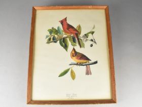 A Framed A Framed John James Audubon (1785-1851) Birds of America Print, A Cardinal Grosbeak ,