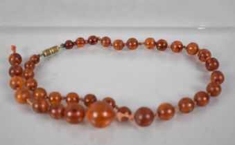 A String of Early 20th Century Graduated Spherical Baltic Amber Beads, 20.2gms, Largest Bead 16.