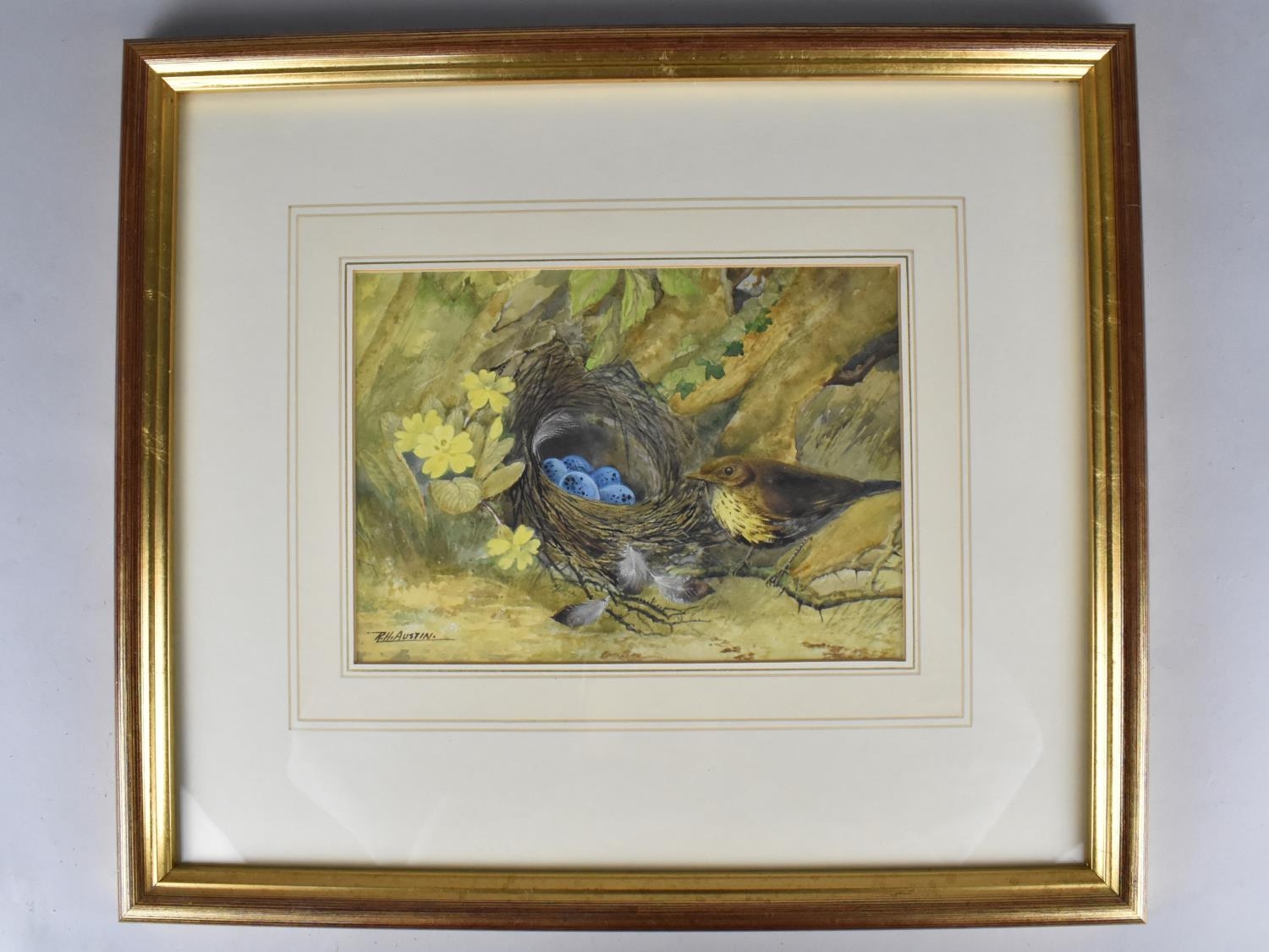 R H Austin, Watercolour, Still Life Study of Thrush Beside Nest with Eggs, Subject 22x16cm, Framed