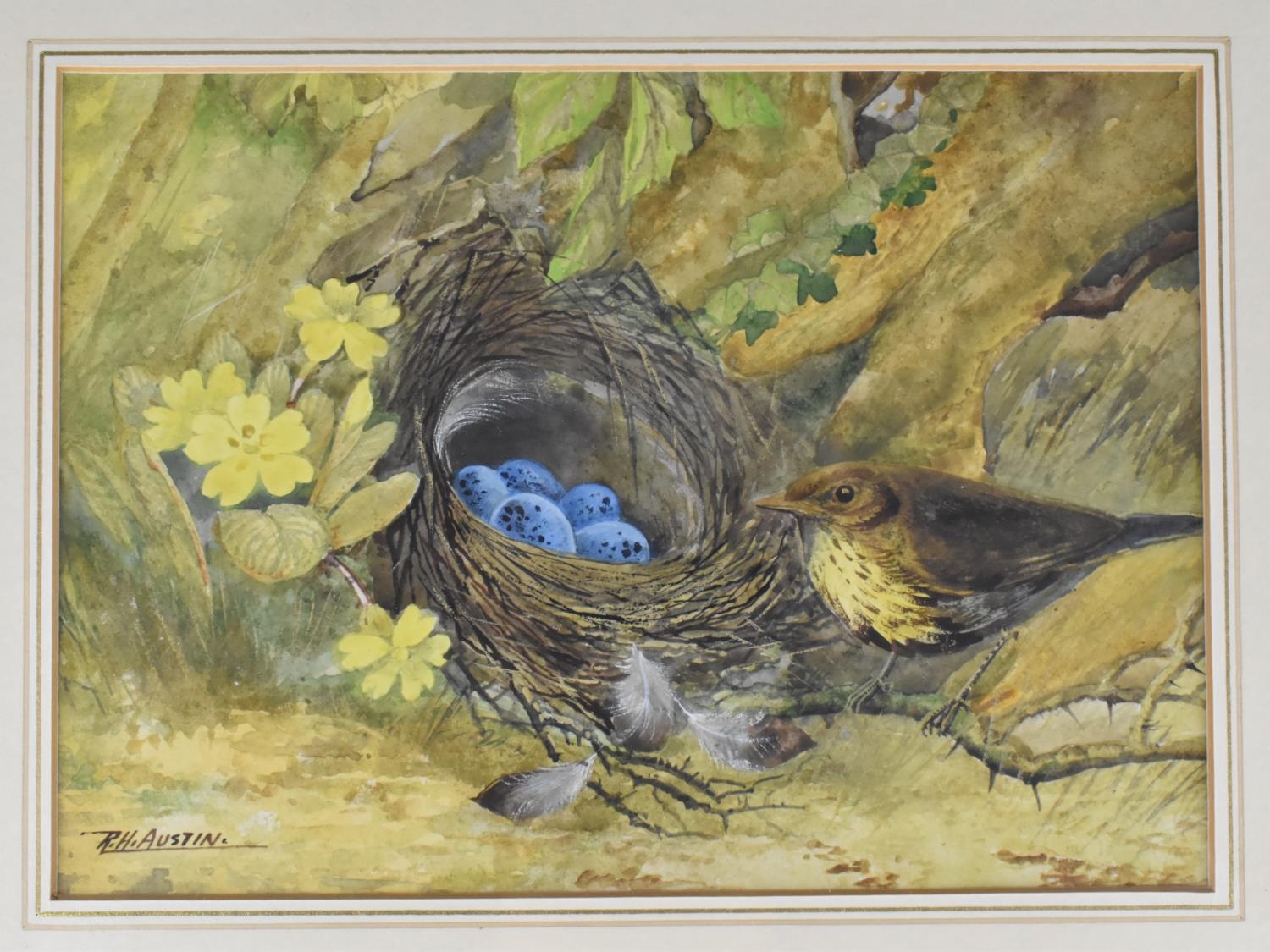 R H Austin, Watercolour, Still Life Study of Thrush Beside Nest with Eggs, Subject 22x16cm, Framed - Image 2 of 2