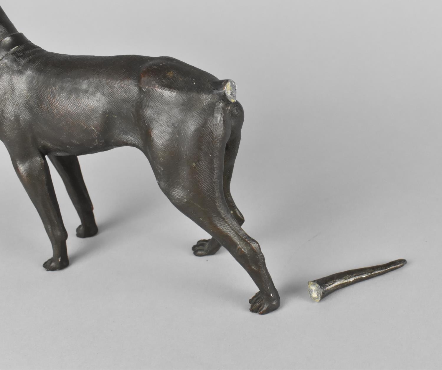 A Bronzed Study of a Doberman Pinscher, Tail Detached but Present, 19cms Long - Image 3 of 3