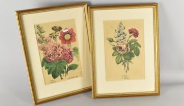 A Pair of Framed Botanical Prints