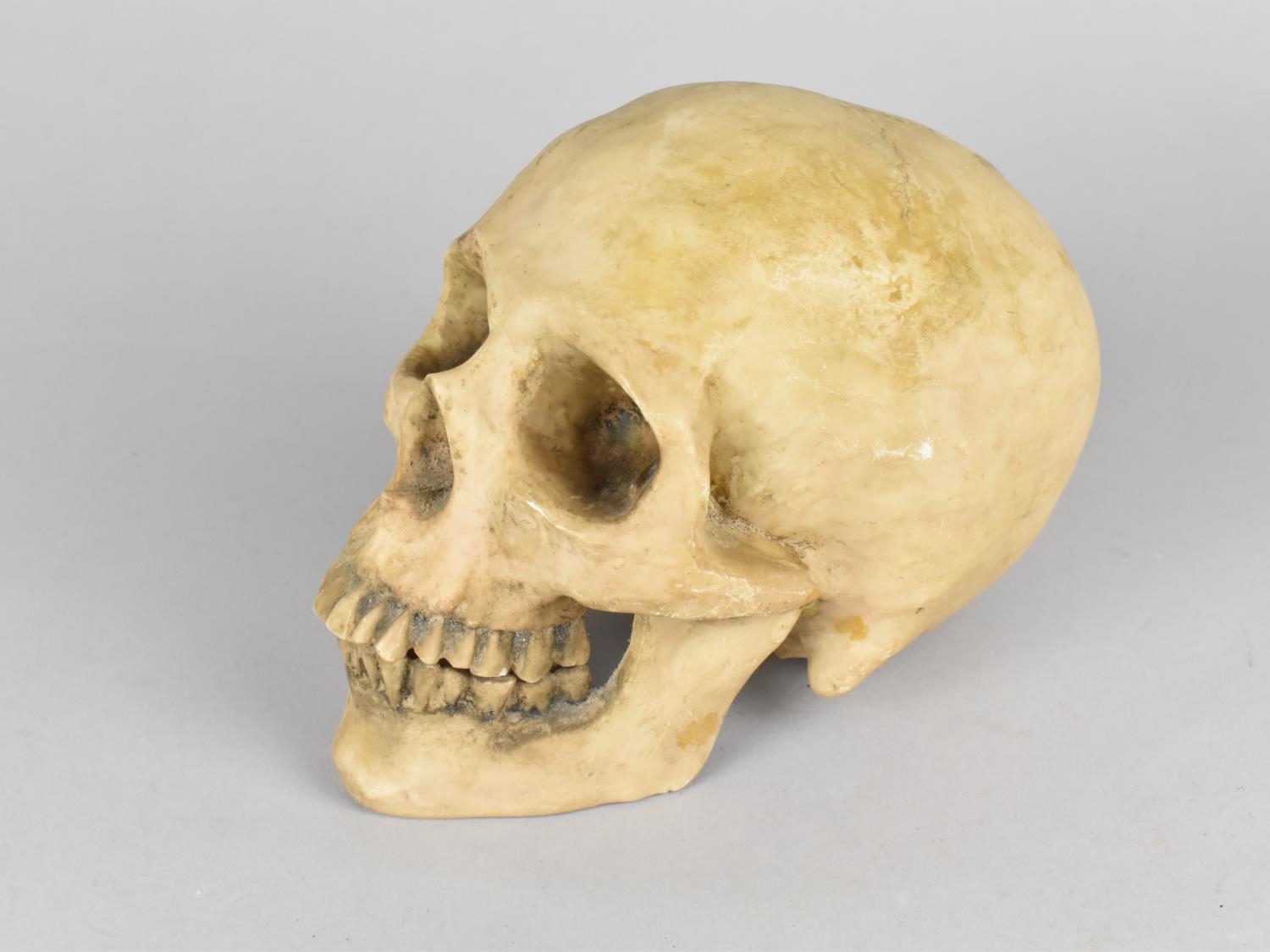 A Cast Resin Study of a Human Skull, Perhaps Teaching Aid, 18cms Long - Image 2 of 2