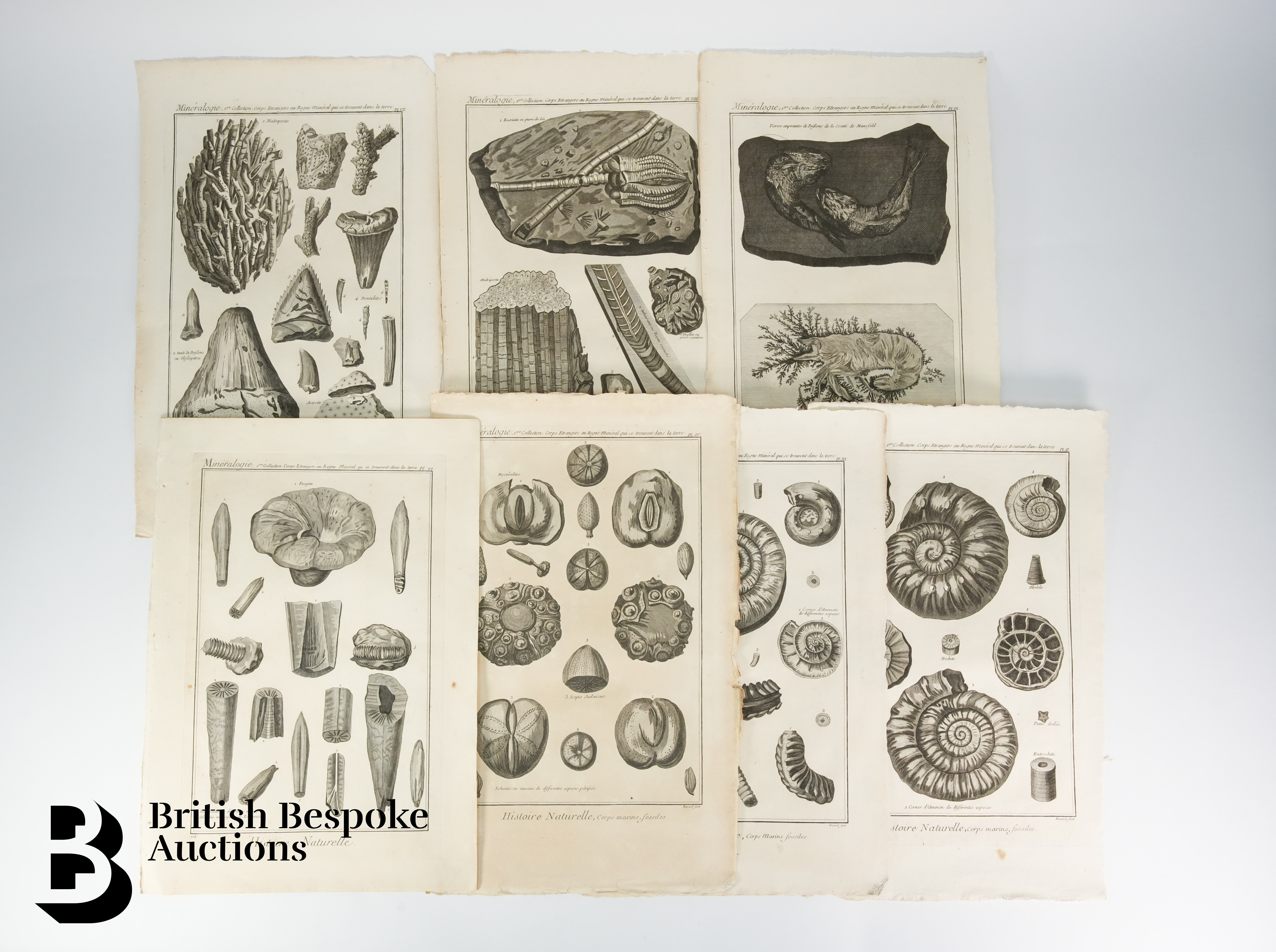 Book Plates from Histoire Naturelle, Benard Direxit, and Others - Image 10 of 14