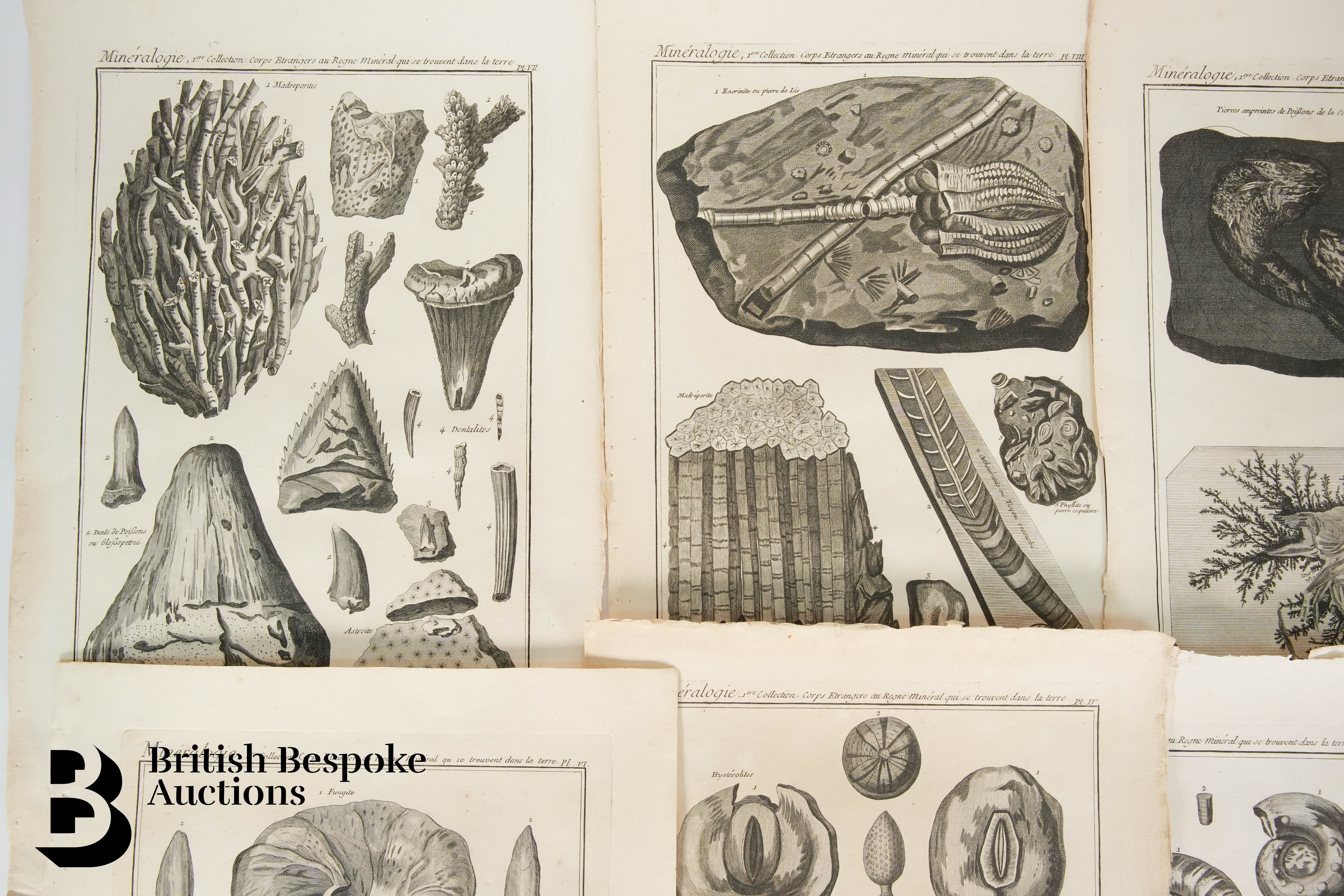 Book Plates from Histoire Naturelle, Benard Direxit, and Others - Image 12 of 14