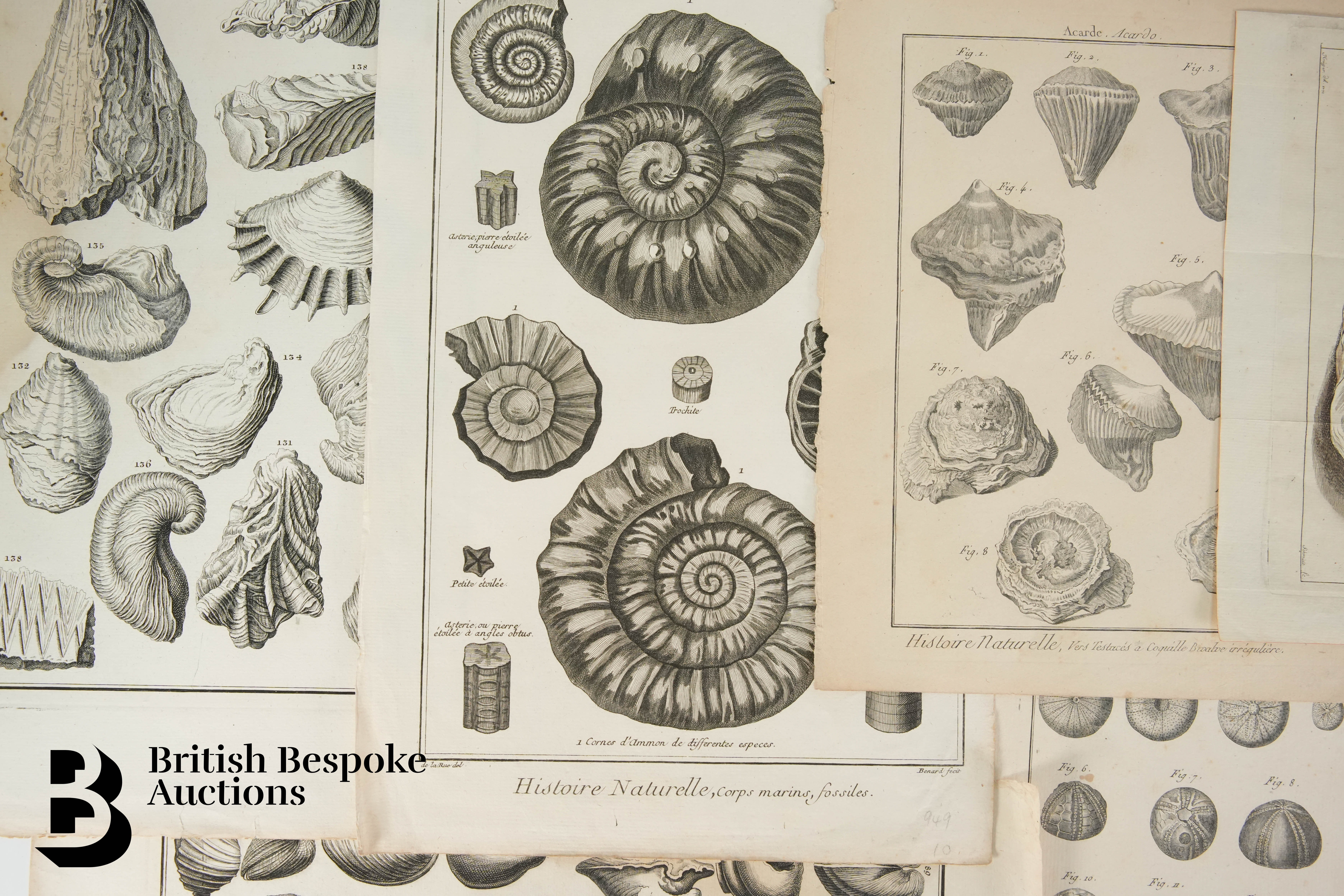 Book Plates from Histoire Naturelle, Benard Direxit, and Others - Image 8 of 14
