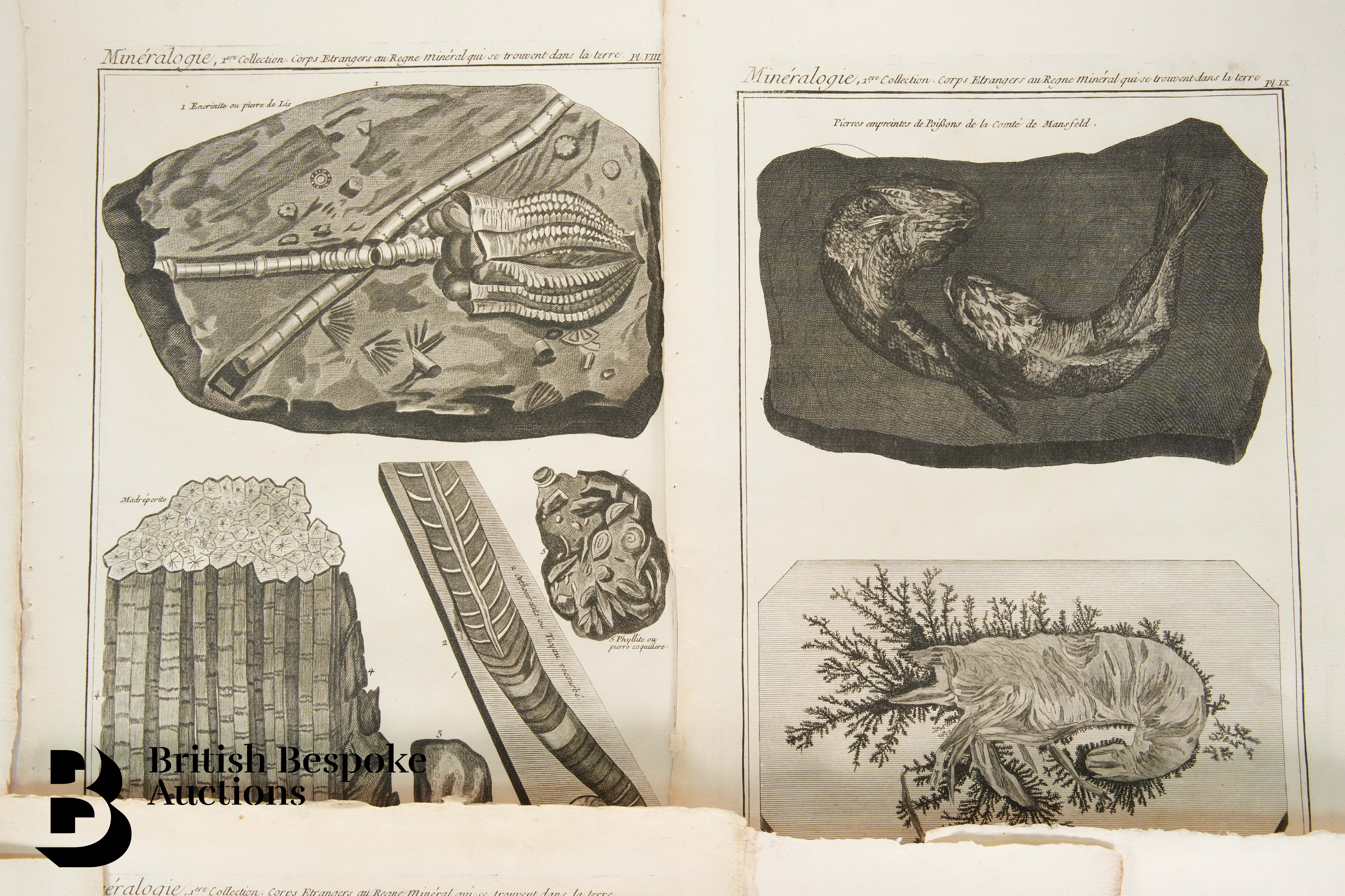 Book Plates from Histoire Naturelle, Benard Direxit, and Others - Image 13 of 14