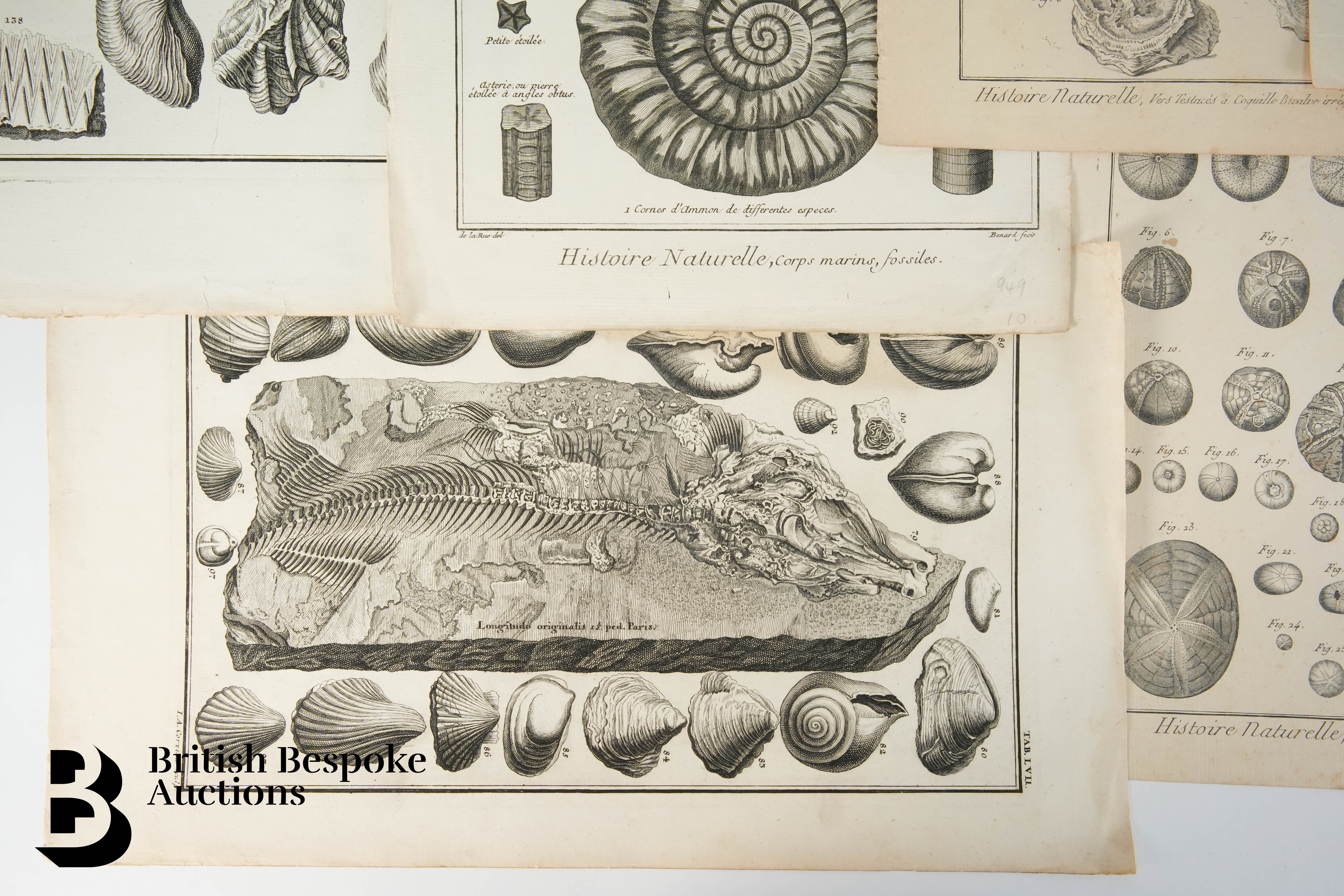 Book Plates from Histoire Naturelle, Benard Direxit, and Others - Image 7 of 14