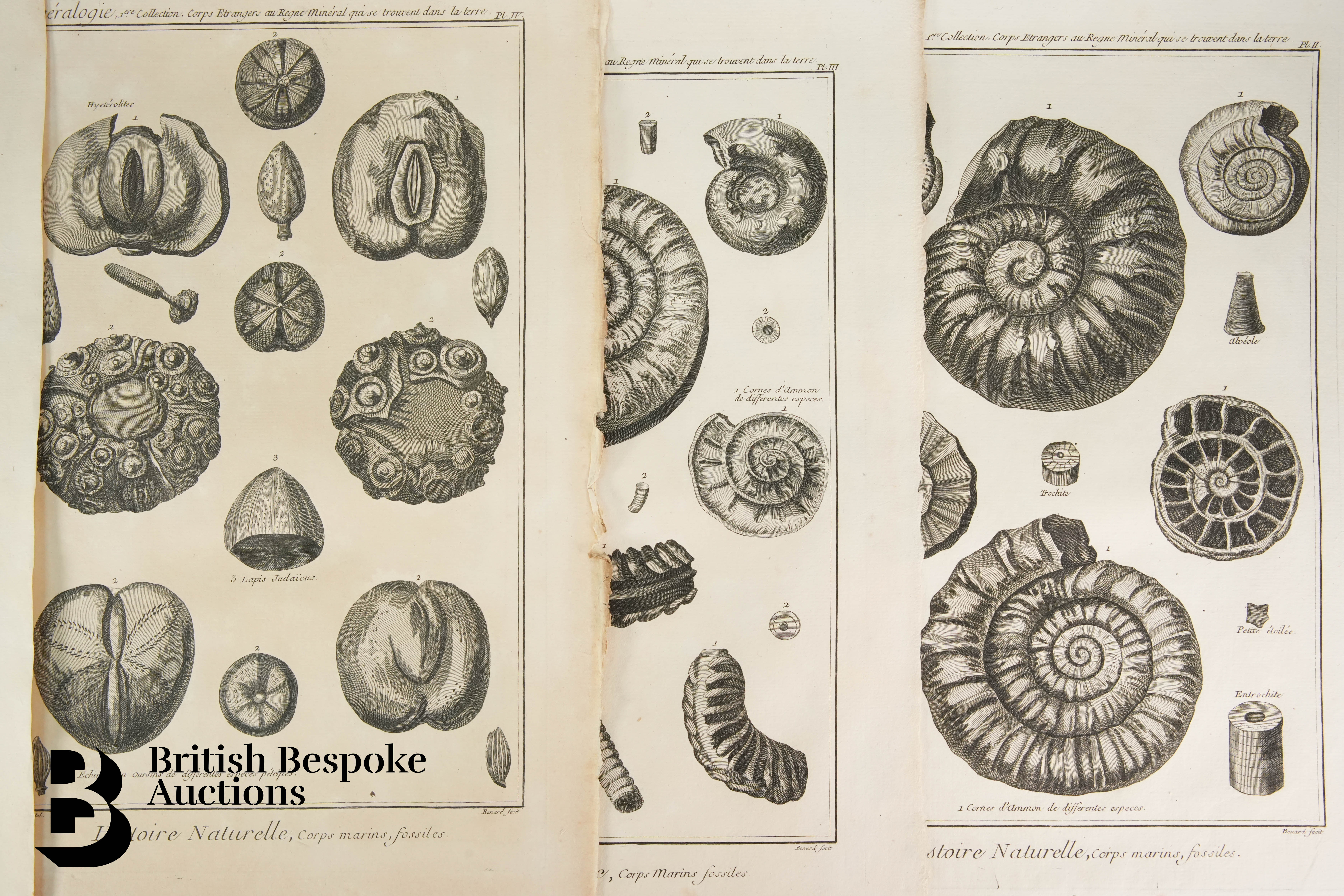 Book Plates from Histoire Naturelle, Benard Direxit, and Others - Image 11 of 14