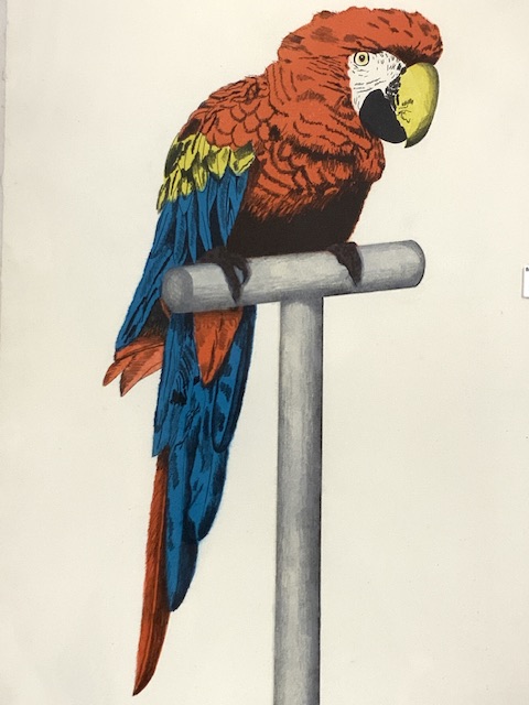 ARTIST PROOF OF A MACAW PARROT SIGNED IN PENCIL FRAMED AND GLAZED 80 X 53CM - Image 2 of 6