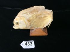 TAXIDERMY - A VENEZUELAN PIRANHA WITH MOUTH AGAPE, RAISED ON A WOODEN BASE. (MEASURES APPROX 16CM)