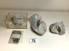 FOSSILS - BEACH LEAF, WHITE FERN AND MORE
