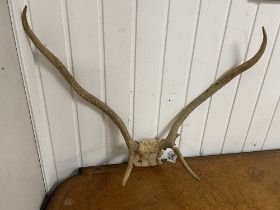 VINTAGE PAIR OF ANTLERS