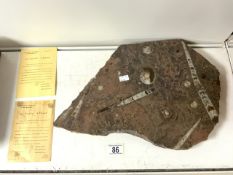 FOSSILS FROM MORROCO WITH CERT OF AUTH