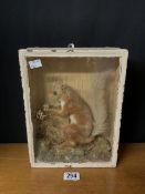 TAXIDERMY: A LATE VICTORIAN CASED RED SQUIRREL