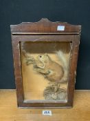 TAXIDERMY: A LATE VICTORIAN CASED RED SQUIRREL