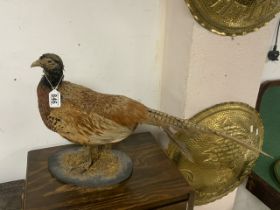 TAXIDERMY PHEASANT