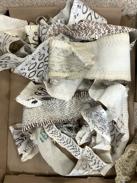 QUANTITY OF SNAKE SKINS - Image 3 of 4
