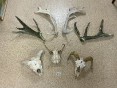 MIXED SHEEPS HORNS AND OTHERS