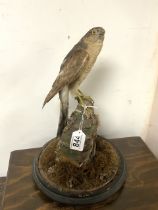 TAXIDERMY SPARROWHAWK