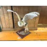 TAXIDERMY BARN OWL FLYING FROM A TREE STUMP