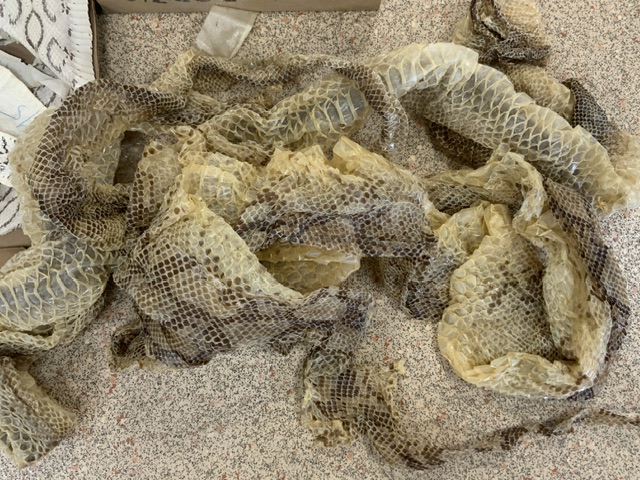 QUANTITY OF SNAKE SKINS - Image 2 of 4