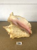 LARGE CONCH SEA SNAIL SHELL ADAPTED AS A SPOON WARMER