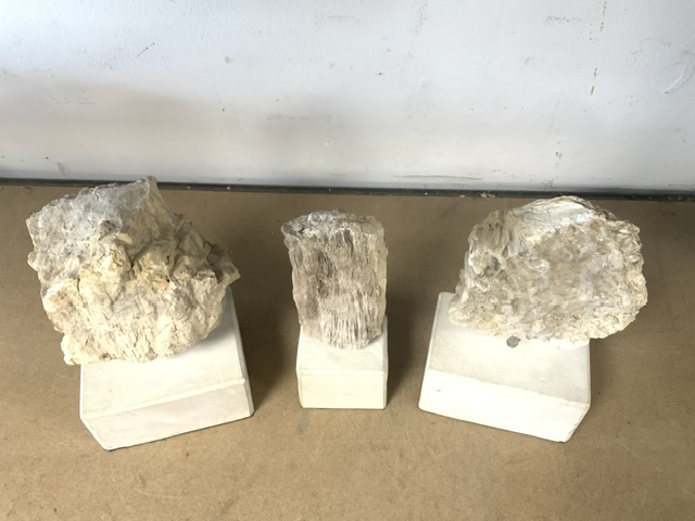 THREE PIECES OF JURASSIC PETRIFIED WOOD ON PLINTHS; 28CM - Image 7 of 7