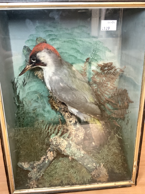 CASED TAXIDERMY EUROPEAN GREEN WOODPECKER PERCHED ON A STUMP WITHIN A NATURALISTIC SETTING - Image 2 of 2