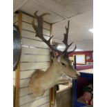 LARGE WALL MOUNTED STAG TAXIDERMY