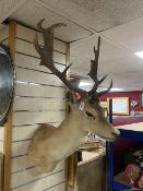 LARGE WALL MOUNTED STAG TAXIDERMY