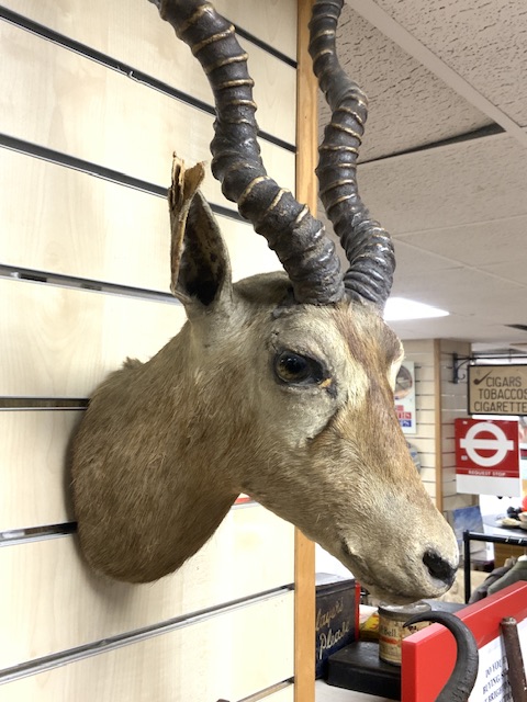 VINTAGE IMPALA WALL MOUNTED TAXIDERMY - Image 2 of 2