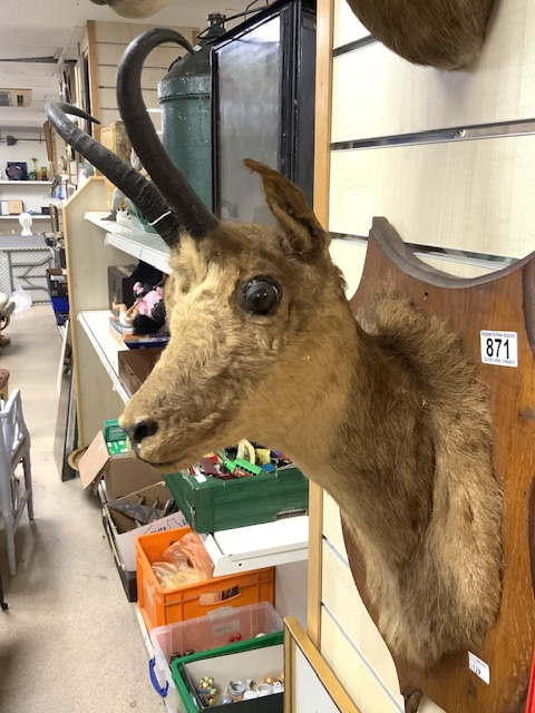 VINTAGE WALL MOUNTED CHAMOIS TAXIDERMY - Image 2 of 2