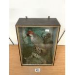 CASED TAXIDERMY EUROPEAN GREEN WOODPECKER PERCHED ON A STUMP WITHIN A NATURALISTIC SETTING