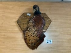 WALL MOUNTED TAXIDERMY PHEASANT