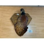 WALL MOUNTED TAXIDERMY PHEASANT